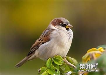 壮阳药酒金枪不倒配方 全壮阳中药酒配方泡制大全