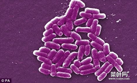 (图) 最新调查冰箱每平方厘米含8000个细菌