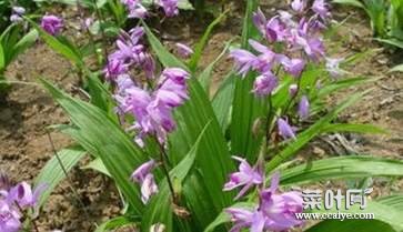 白芨能美白祛斑吗 白芨的食疗方法