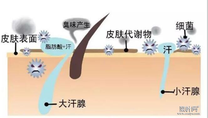 黄种人为何没有体会，黄种人是进化最完全的种族真的吗？