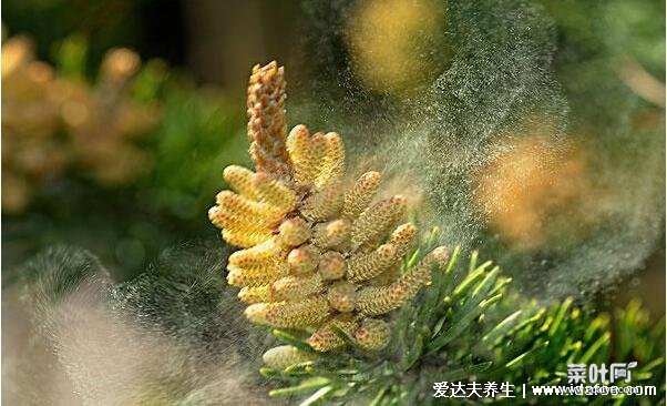 松花粉的功效与作用及食用方法，早晚一次温水冲服(5大功效)