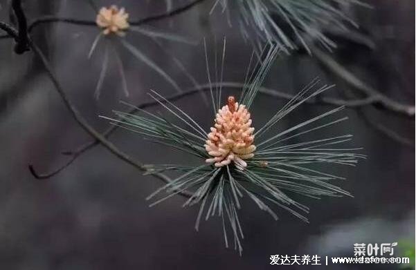 松花粉的功效与作用及食用方法，早晚一次温水冲服(5大功效)