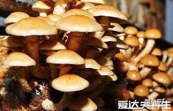 滑子蘑必须焯水吗是否有毒，无毒但必须焯水两分钟否则如同吃土