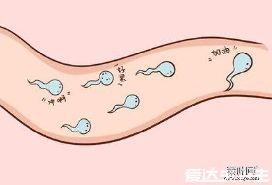 碱性乳白体是什么，指男性精液由精浆和精子组成(图片)