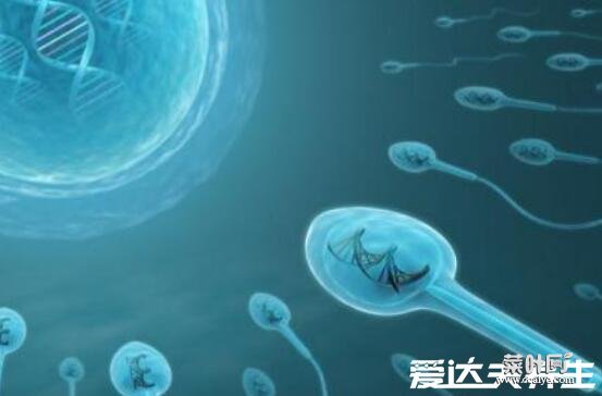 碱性乳白体是什么，指男性精液由精浆和精子组成(图片)