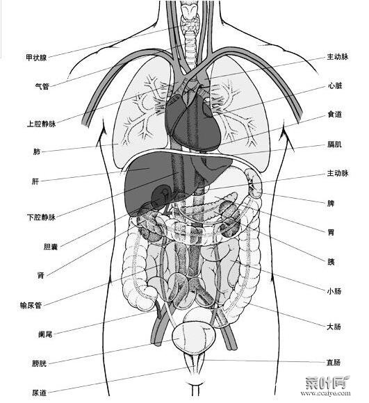 人体内脏器官位置分布图，五脏六腑的位置分布及功能介绍