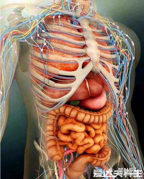 人体内脏器官位置分布图，帆叶网，五脏六腑的位置分布及功能介绍
