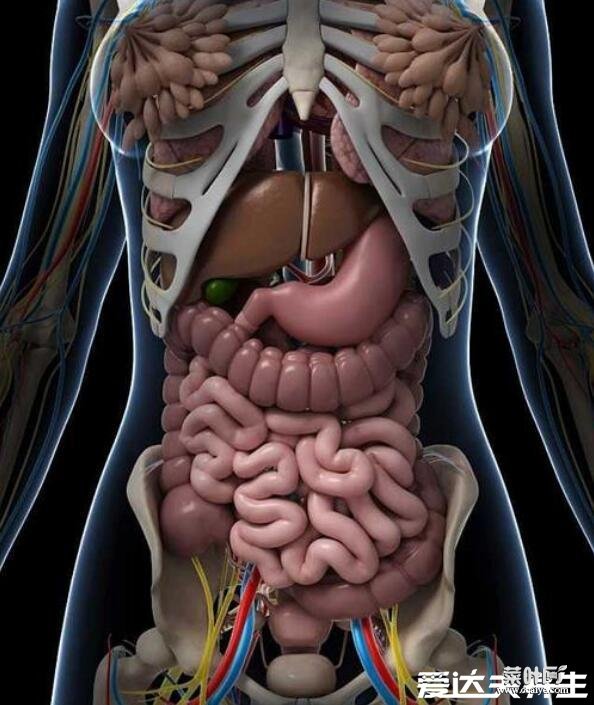 人体内脏器官位置分布图，五脏六腑的位置分布及功能介绍