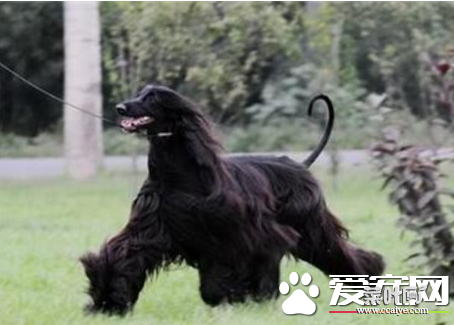 阿富汗猎犬凶狠排名 比较厉害的狗狗