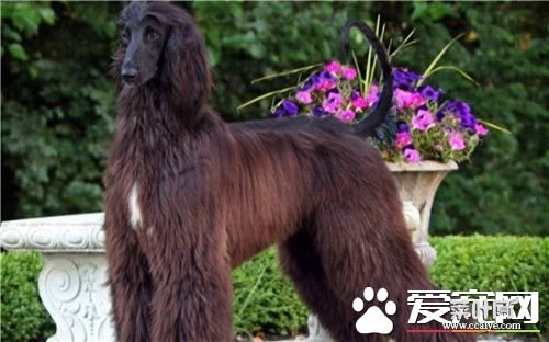 阿富汗猎犬长毛 其高雅威武的外观