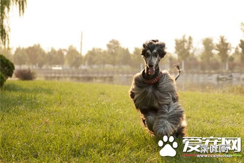 阿富汗猎犬吃啥狗粮 给狗所需的均衡营养