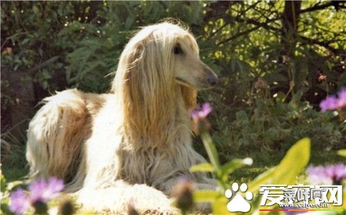 阿富汗猎犬产自哪里 原产于阿富汗