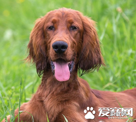 爱尔兰水猎犬耐寒程度 有比较厚实的毛发