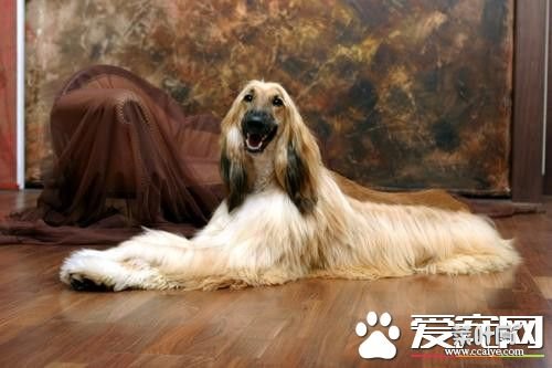 阿富汗猎犬打架厉害吗 奔跑的速度极快