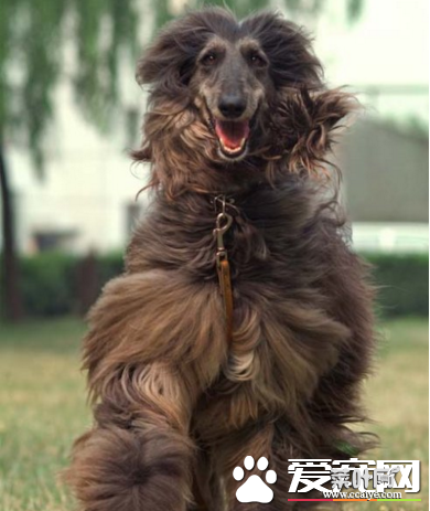 阿富汗猎犬打架厉害吗 奔跑的速度极快