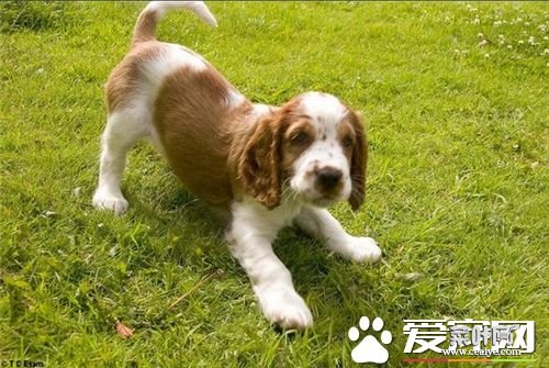 英国史宾格犬多大开始训练 三个月之后就可以