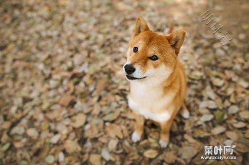 柴犬换毛期怎么办？