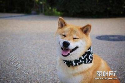 柴犬换毛期怎么办？