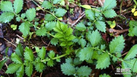 仙鹤草的功效与作用 仙鹤草能够预防癌症吗