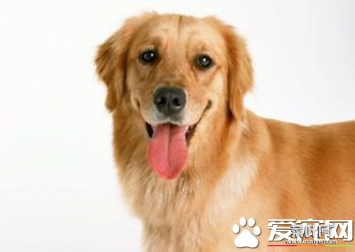 狗狗如何打狂犬疫苗 狂犬病预防需要注意的地方