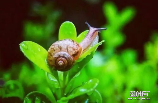 雨后浮现的蜗牛是什么品种1