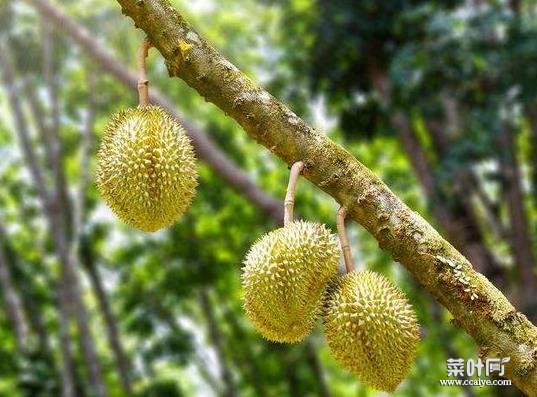 榴莲是选择规则形状还是不规则形状？榴莲不熟如何办？