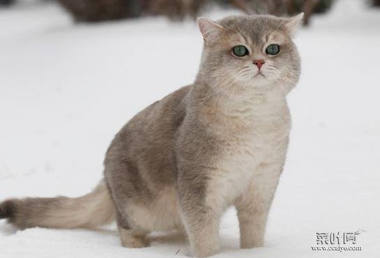 猫咪为何要定期驱虫？猫咪真菌感染和猫癣有分别吗