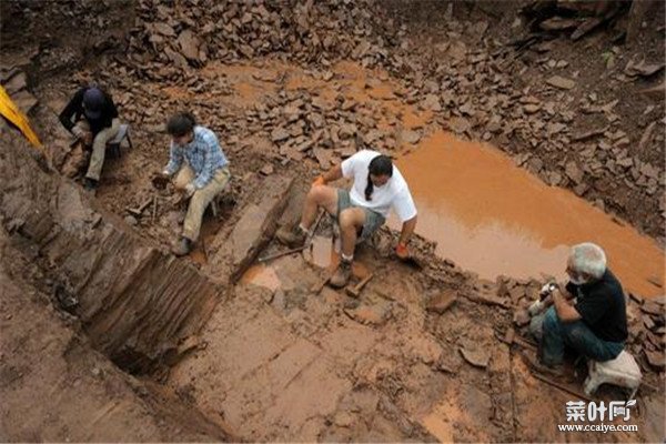 短冠龙：生活年代大约距今7650万年之前（很有古代）