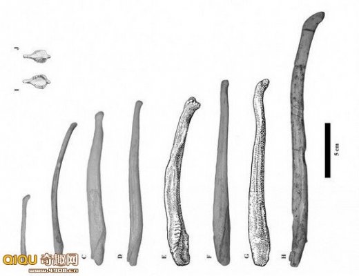 [图文考古遗址发现5个阴茎骨化石