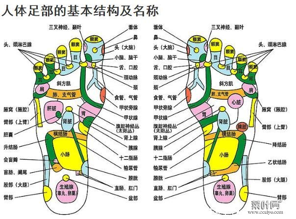 脚的结构图和名称，由骨骼/肌肉/血管/神经构成的主要器官