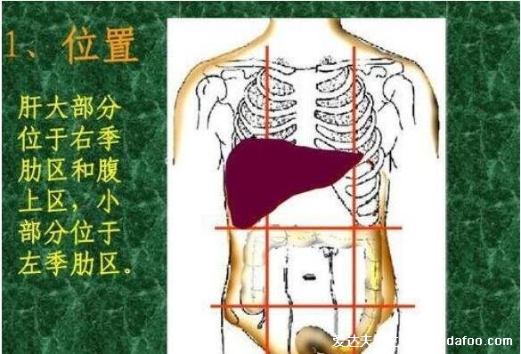 癌症知识图解：肝区疼痛位置图，引起肝区疼痛的6种真相