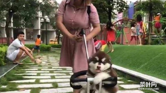 越南妹子养了一只阿拉斯加雪橇犬，一次遛4只小奶狗，回头率高