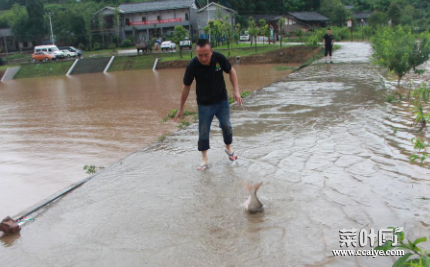 暴雨过后鱼塘要消毒吗1