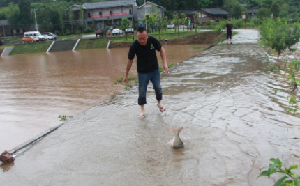 暴雨过后鱼塘要消毒是真的吗