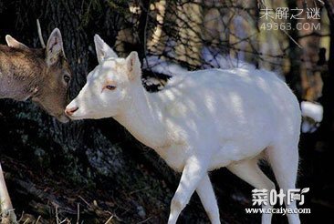 各种各样罕见白化动物似外星生物