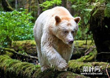 各种各样罕见白化动物似外星生物