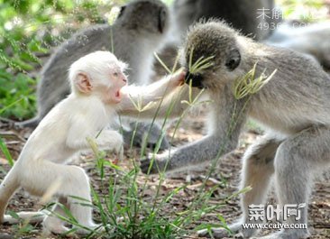 各种各样罕见白化动物似外星生物