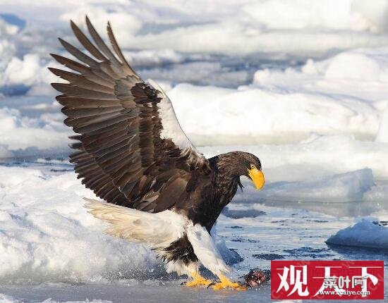 世界十大猛禽实力排名，虎头海雕一招致命(天空中的王者)_