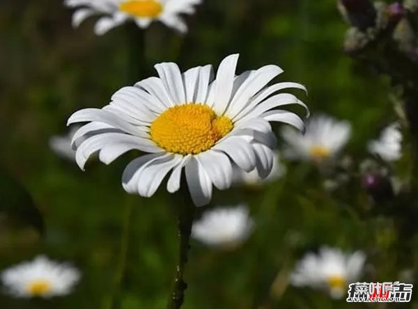 世界最有价值的十大药用植物 第四、第六皆能预防癌症