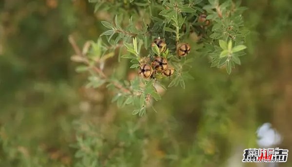 世界最有价值的十大药用植物 第四、第六皆能预防癌症