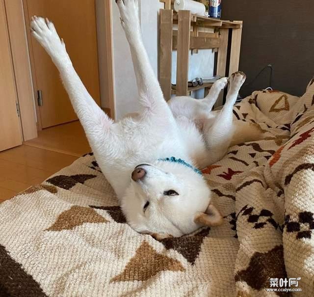 柴犬需要做绝育吗？？