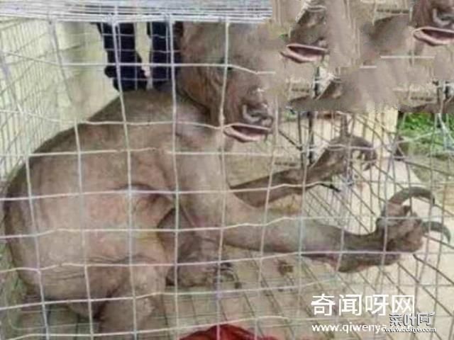 水猴子水鬼图片大全，水鬼拉人替死可投胎转世