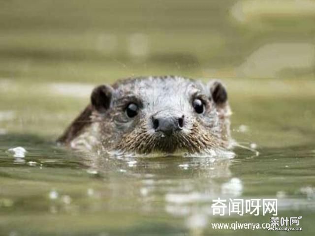 水猴子水鬼图片大全，水鬼拉人替死可投胎转世