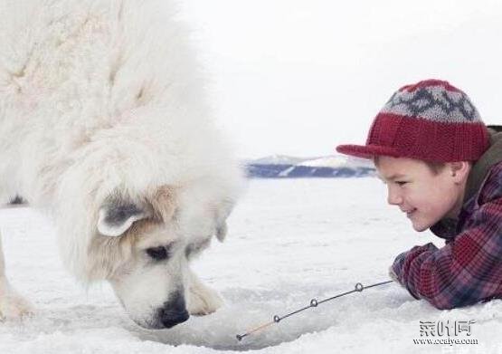 世界十大巨型犬种排名，中亚牧羊犬战斗力强、高加索犬是犬中之王