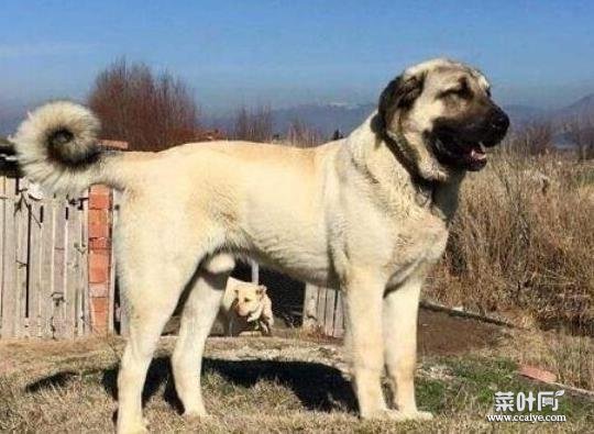 世界十大巨型犬种排名，中亚牧羊犬战斗力强、高加索犬是犬中之王