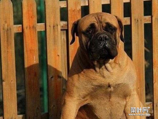 世界十大巨型犬种排名，中亚牧羊犬战斗力强、高加索犬是犬中之王