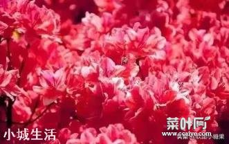 映山红用什么土种植合适？