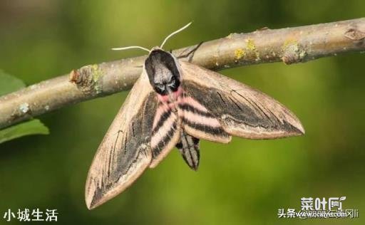 花生田里的飞蛾用什么农药灭好？