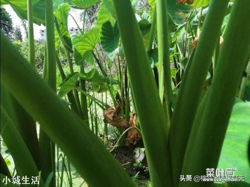 农民种植芋头哪一种品种好？