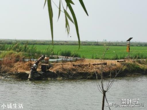 农村种植水稻，田土带沙性好，还是粘土好？